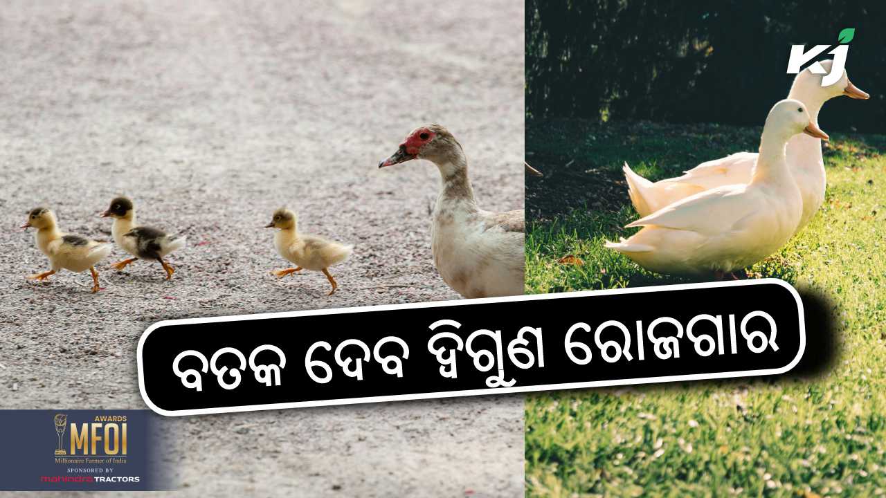 profitable duck farming, image source - pixeles
