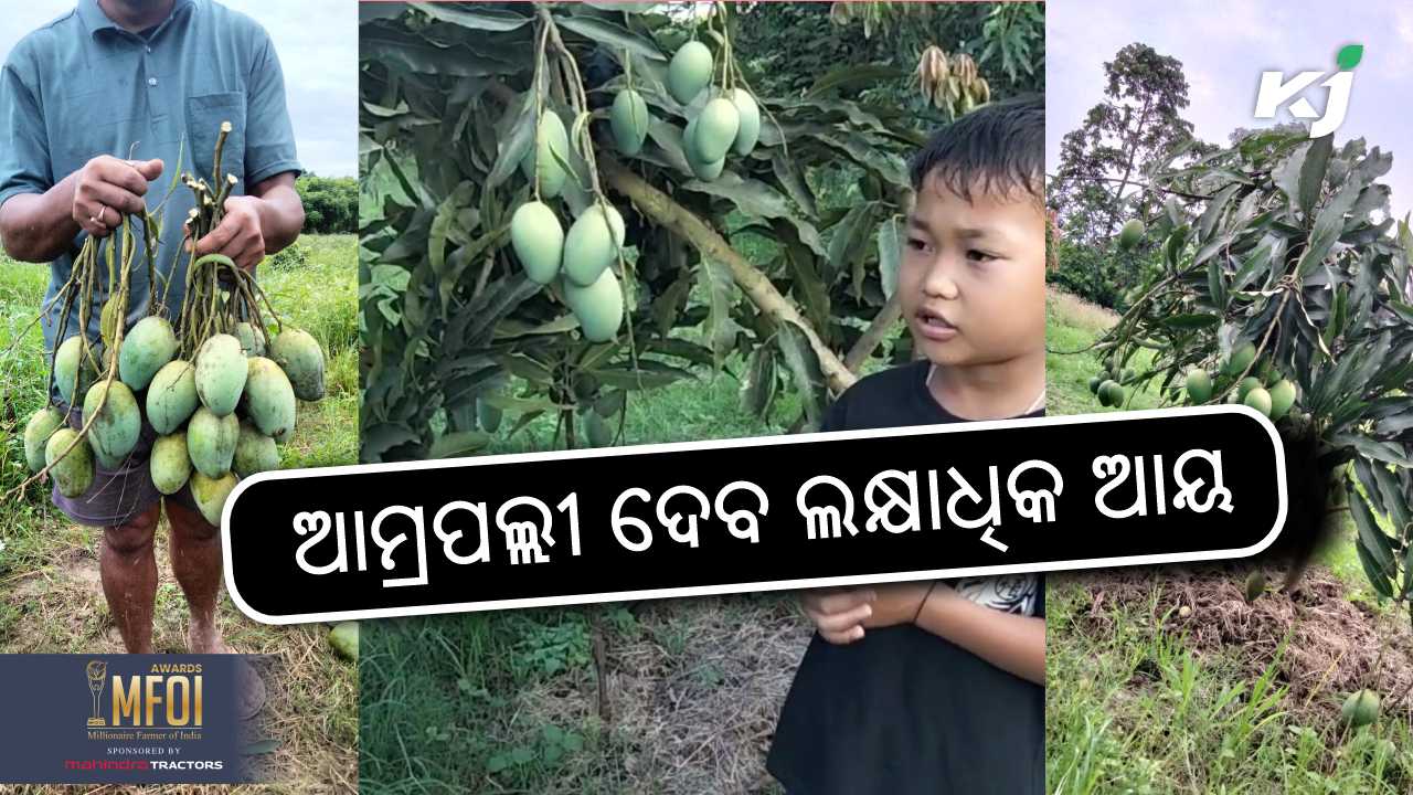 profitable amrapali mango farming