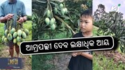Amrapali Mango: ମାର୍ଚ୍ଚ ଏପ୍ରିଲରେ ଲଗାନ୍ତୁ ଆମ୍ରପଲ୍ଲୀ ଆମ୍ବ ଗଛ 