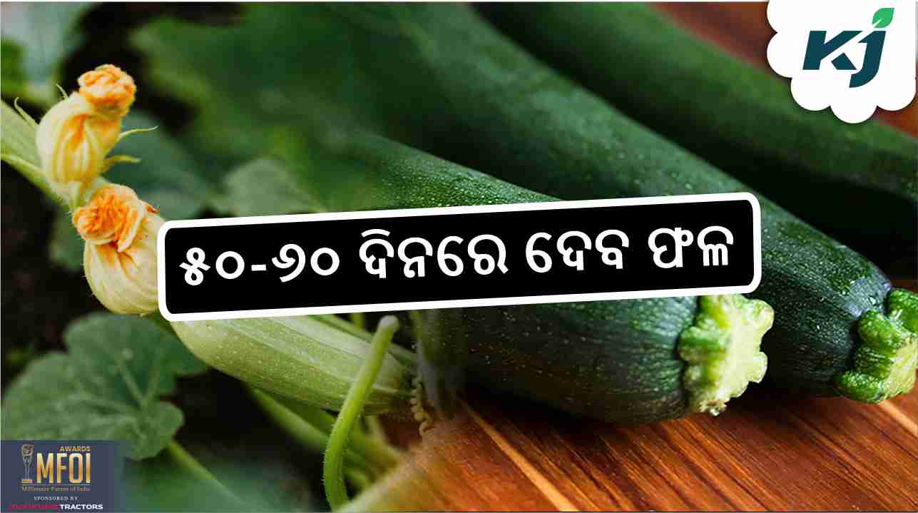 grow exotic vegetable zucchini for profitable farming , image source - pixeles