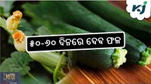 Zucchini Farming: ଏହି ବିଦେଶୀ ପରିବା ଦେବ ଲକ୍ଷାଧିକ ଆୟ  Zucchini Farming: ଏହି ବିଦେଶୀ ପରିବା ଦେବ ଲକ୍ଷାଧିକ ଆୟ