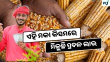 Top 5 Maize Varieties: କମ ନିବେଶରେ ପ୍ରବଳ ଲାଭ  Top 5 Maize Varieties: କମ ନିବେଶରେ ପ୍ରବଳ ଲାଭ