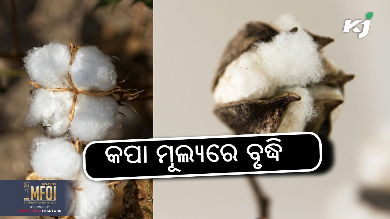 cotton prices rates more than rs 8000 per quintal, image source - pixeles