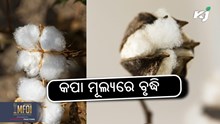 କପା ମୂଲ୍ୟରେ ବୃଦ୍ଧି: କ୍ୱିଣ୍ଟାଲ ପିଛା ୮୦୦୦/- କପା ମୂଲ୍ୟରେ ବୃଦ୍ଧି: କ୍ୱିଣ୍ଟାଲ ପିଛା ୮୦୦୦/-