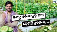 Cucumber: ଜବରଦସ୍ତ ଅମଳ ଦେଉଛି ଏହି କିସମର କାକୁଡ଼ି  Cucumber: ଜବରଦସ୍ତ ଅମଳ ଦେଉଛି ଏହି କିସମର କାକୁଡ଼ି