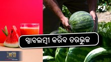 Watermelon Farming: କମ ଖର୍ଚ୍ଚ , ଅଧିକ ଅମଳ  Watermelon Farming: କମ ଖର୍ଚ୍ଚ , ଅଧିକ ଅମଳ