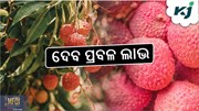 LICHI FARMING :  ମିଳିବ ପ୍ରଚୁର ଲାଭ  LICHI FARMING :  ମିଳିବ ପ୍ରଚୁର ଲାଭ