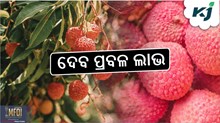 LICHI FARMING :  ମିଳିବ ପ୍ରଚୁର ଲାଭ  LICHI FARMING :  ମିଳିବ ପ୍ରଚୁର ଲାଭ