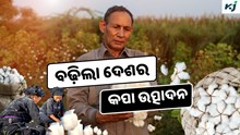 Cotton: ବଢ଼ିଲା ଦେଶର କପା ଉତ୍ପାଦନ, ଅର୍ଥନୀତିରେ ପଡ଼ିବ ପ୍ରଭାବ Cotton: ବଢ଼ିଲା ଦେଶର କପା ଉତ୍ପାଦନ, ଅର୍ଥନୀତିରେ ପଡ଼ିବ ପ୍ରଭାବ