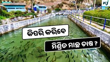 Integrated fish farming: କିପରି କରିବେ ମିଶ୍ରିତ ମାଛ ଚାଷ ? Integrated fish farming: କିପରି କରିବେ ମିଶ୍ରିତ ମାଛ ଚାଷ ?