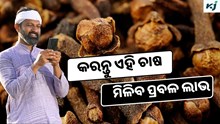Clove: ଏହି ଚାଷରେ ପ୍ରବଳ ଲାଭ  Clove: ଏହି ଚାଷରେ ପ୍ରବଳ ଲାଭ