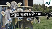 ଦୁଗ୍ଧ ଉତ୍ପାଦନ ବୃଦ୍ଧି: AI ପଶୁଙ୍କ ସ୍ୱାସ୍ଥ୍ୟ ଉପରେ ନଜର ରଖିବ