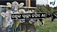 ଦୁଗ୍ଧ ଉତ୍ପାଦନ ବୃଦ୍ଧି: AI ପଶୁଙ୍କ ସ୍ୱାସ୍ଥ୍ୟ ଉପରେ ନଜର ରଖିବ