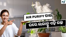 Air Purifier: ଘରେ ଲଗାନ୍ତୁ ଏହି ଗଛ, ଦୂର ହେବ ବାୟୁ ପ୍ରଦୂଷଣ ସମସ୍ୟା 