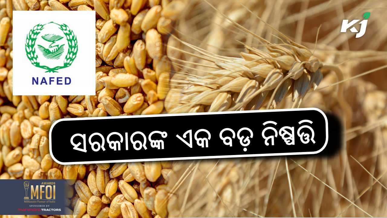 Nafed and nccf to procure wheat directly from farmers, image source - pixeles