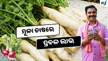 Radish: ଭାରତର ୧୦ଟି Best ମୂଳା ପ୍ରଜାତି  Radish: ଭାରତର ୧୦ଟି Best ମୂଳା ପ୍ରଜାତି
