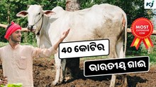 Nelore Breed: 40 କୋଟିରେ ବିକ୍ରି ହେଲା ଏହି ଭାରତୀୟ ଗାଈ, ଭାଙ୍ଗିଲା ରେକର୍ଡ଼ Nelore Breed: 40 କୋଟିରେ ବିକ୍ରି ହେଲା ଏହି ଭାରତୀୟ ଗାଈ, ଭାଙ୍ଗିଲା ରେକର୍ଡ଼