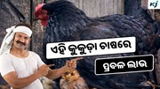 Kadaknath: କରନ୍ତୁ ଏହି କୁକୁଡ଼ା ଚାଷ, ଗୋଟିଏ ଅଣ୍ଡା 50 ଟଙ୍କା 
