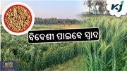 Gi Tag: କାଠିଆ ଗହମ, ଏଥର ବିଦେଶୀ ପାଇବେ ସ୍ୱାଦ  Gi Tag: କାଠିଆ ଗହମ, ଏଥର ବିଦେଶୀ ପାଇବେ ସ୍ୱାଦ