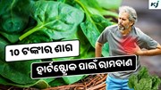 Spinach: 10 ଟଙ୍କାର ଶାଗ ଦୂର କରୁଛି ହାର୍ଟଷ୍ଟ୍ରୋକ, ଜାଣନ୍ତୁ କିପରି କରିବେ ବ୍ୟବହାର ?
