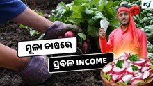 Radish: ଜାଣନ୍ତୁ କିପରି କରିବେ ମୂଳା ଚାଷ, ମିଳୁଛି ପ୍ରବଳ ଲାଭ  Radish: ଜାଣନ୍ତୁ କିପରି କରିବେ ମୂଳା ଚାଷ, ମିଳୁଛି ପ୍ରବଳ ଲାଭ
