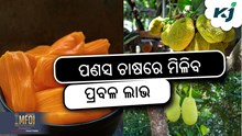 Jackfruit Farming: ମାଲେମାଲ କରିବ ପଣସ ଚାଷ  Jackfruit Farming: ମାଲେମାଲ କରିବ ପଣସ ଚାଷ
