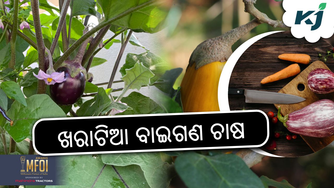 profitable farming of brinjal , image source - pixeles