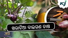 Brinjal Farming: ଖରାଟିଆ ବାଇଗଣ ଚାଷ  Brinjal Farming: ଖରାଟିଆ ବାଇଗଣ ଚାଷ