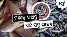 Fish farming: କେଉଁ ଶସ୍ୟ ମାଛର ଓଜନ ବଢ଼ାଇବ ?