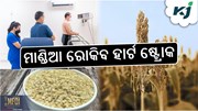 Healthy Millets: ମାଣ୍ଡିଆରେ ରହିଛି ପ୍ରଚୁର ଫାଇବର