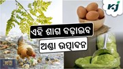 Moringa leaves: ଅଣ୍ଡା ଏବଂ ମାଂସ ଗୁଣବତ୍ତାରେ କରିବ ଉନ୍ନତି