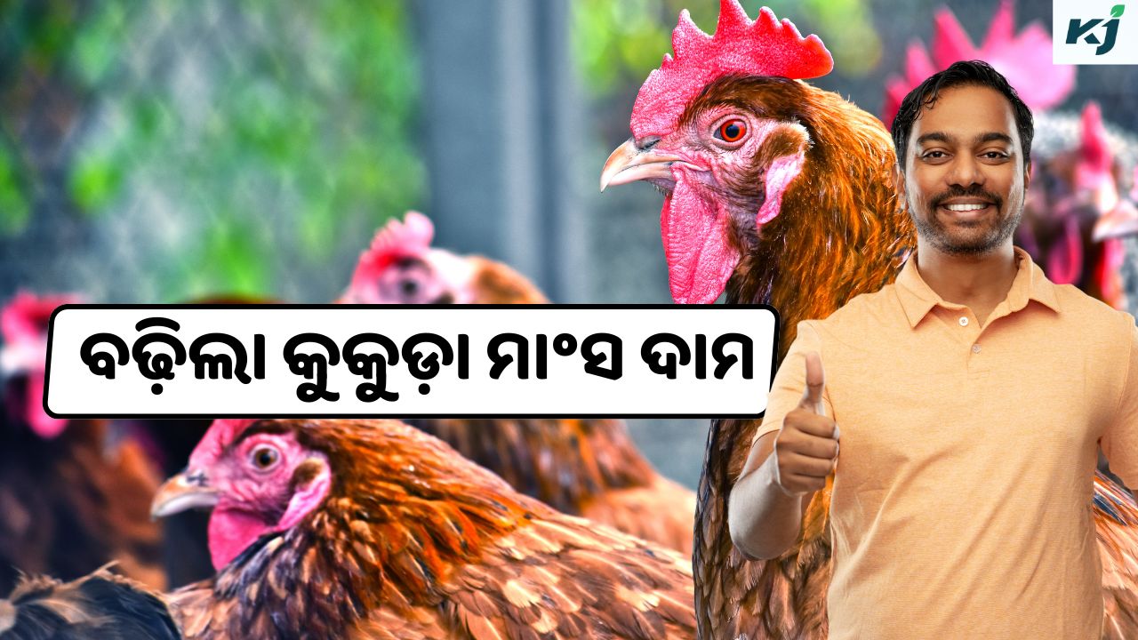 mercury affects chicken price,  pic credit @pexel, @canva