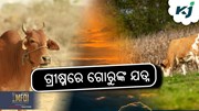 Care of Cow In Summer: ଖରାଦିନେ କିପରି ନେବେ ଗୋରୁଙ୍କ ଯତ୍ନ ?