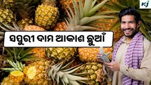 Pineapple: ବଢ଼ିଲା ସପୁରୀ ଦାମ, ଚାଷୀଙ୍କ ପାଇଁ ଖୁସି ଖବର 