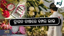 Dragon Fruit Farming: ଏହି ଚାଷରେ ବମ୍ପର ଲାଭ  Dragon Fruit Farming: ଏହି ଚାଷରେ ବମ୍ପର ଲାଭ