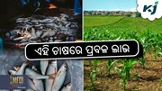 Profitable Farming: ଧାନ ଚାଷ ସହ କରନ୍ତୁ ମାଛ ଚାଷ 