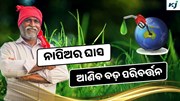 ନାପିଅର ଘାସ ଏବଂ Bio CBG:ଭାରତର ଭବିଷ୍ୟତକୁ କରିବ ଶକ୍ତିଶାଳୀ 
