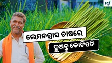Lemongrass: ଲେମନଗ୍ରାସ ଚାଷରେ ମିଳୁଛି ପ୍ରବଳ ଲାଭ  Lemongrass: ଲେମନଗ୍ରାସ ଚାଷରେ ମିଳୁଛି ପ୍ରବଳ ଲାଭ