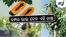 Papaya Farming: ଅମୃତ ଭଣ୍ଡା ଚାଷରୁ ମିଳିବ ଅଧିକ ରୋଜଗାର..... Papaya Farming: ଅମୃତ ଭଣ୍ଡା ଚାଷରୁ ମିଳିବ ଅଧିକ ରୋଜଗାର.....