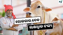 Punganur Cow: କାହିଁକି ଅଧିକ ପ୍ରସିଦ୍ଧ ଏହି ଗାଈ ?