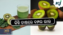Kiwi Farming : ଏହି ଚାଷରେ ମିଳିବ ପ୍ରବଳ ରୋଜଗାର  Kiwi Farming : ଏହି ଚାଷରେ ମିଳିବ ପ୍ରବଳ ରୋଜଗାର