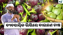 Brinjal Farming: ବୈଜ୍ଞାନିକ ପ୍ରଣାଳୀରେ କରନ୍ତୁ ଚାଷ  Brinjal Farming: ବୈଜ୍ଞାନିକ ପ୍ରଣାଳୀରେ କରନ୍ତୁ ଚାଷ