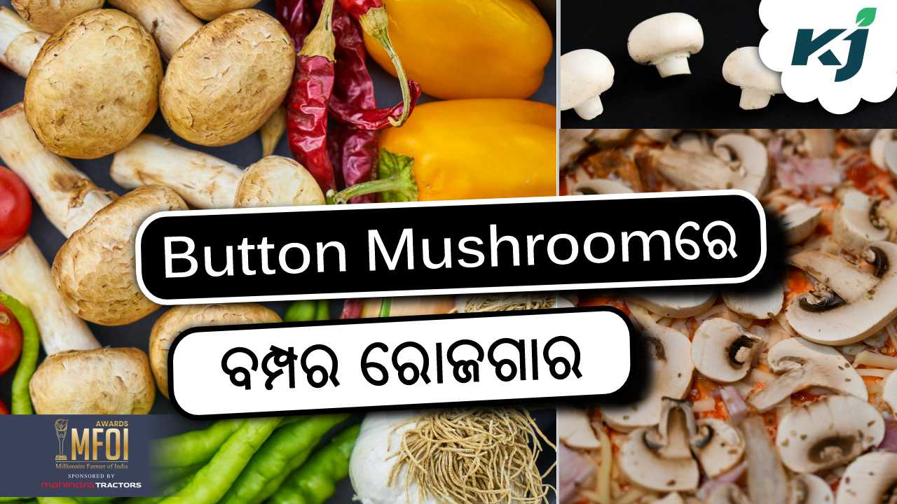 profitable farming of button mushroom, image source - pexels